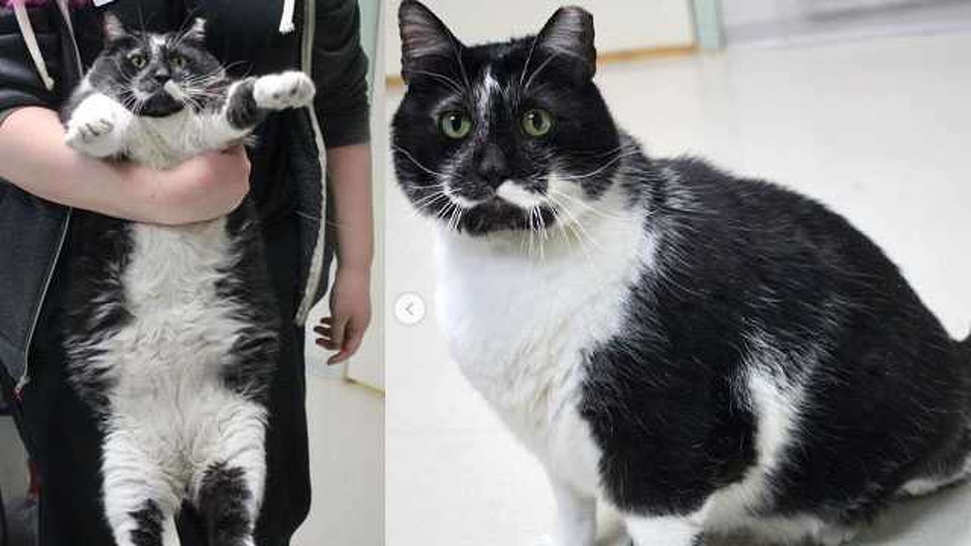 Meet Lunchbox: The 23-pound cat is working to get back in shape