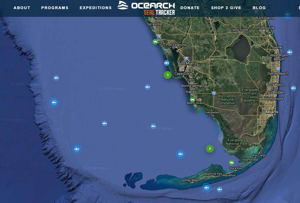 Several great white sharks spotted in the Gulf, and more are behind them