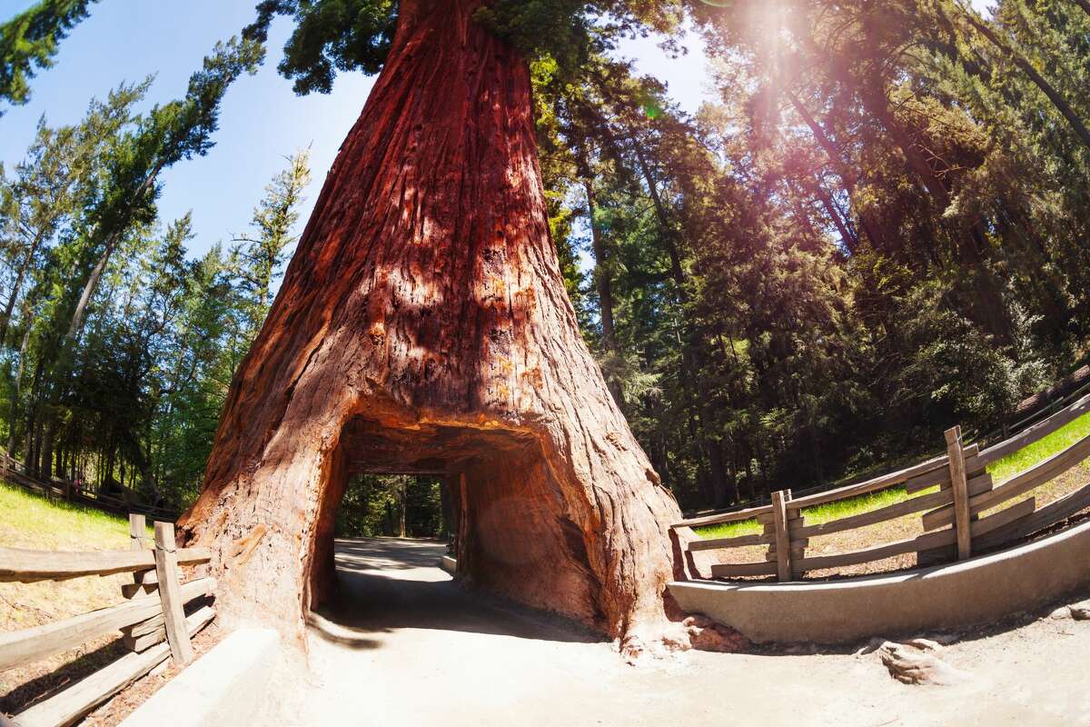Redwood National and State Parks. Partly open. Reopened trail heads and parking lots as well as restrooms, though guests are advised to bring soap and hand sanitizer. Visitor centers and campgrounds remain closed.