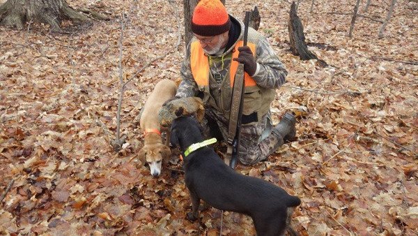 squirrel hunting dog for sale