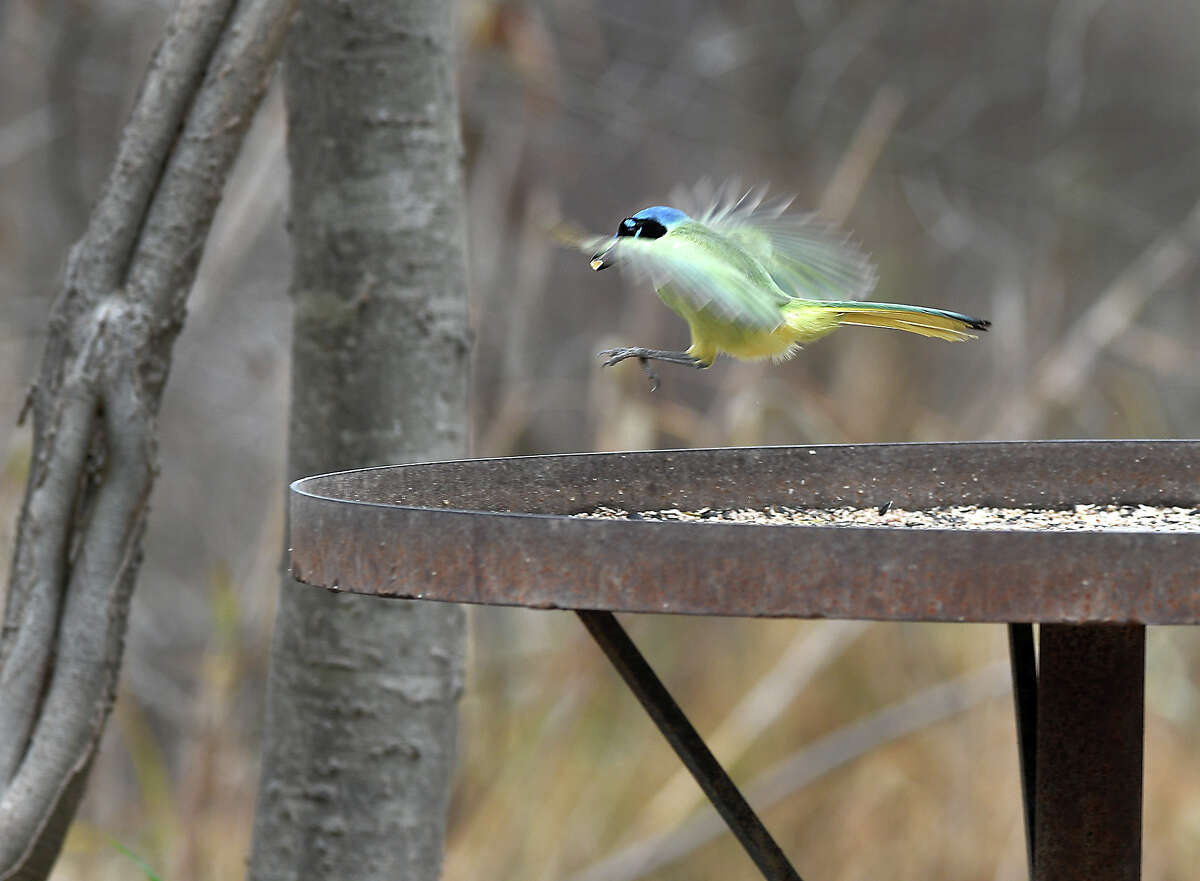 A green jay takes flight in Zapata County’s bird sanctuary. The area is at risk of a border wall running through it as the Trump administration fast tracks this project in Webb and Zapata counties.