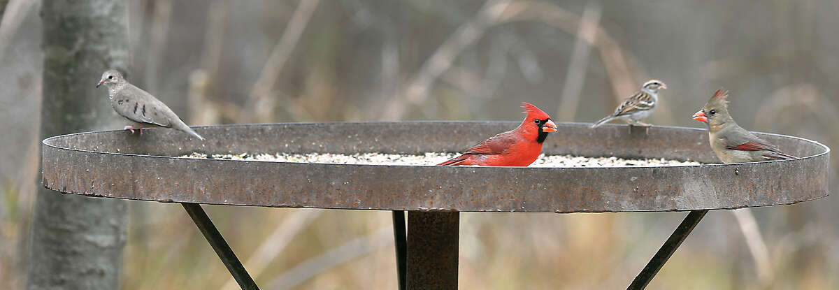 Cardinals and other birds perch atop a feeder in Zapata County’s bird sanctuary. The area is at risk of a border wall running through it as the Trump administration fast tracks this project in Webb and Zapata counties.