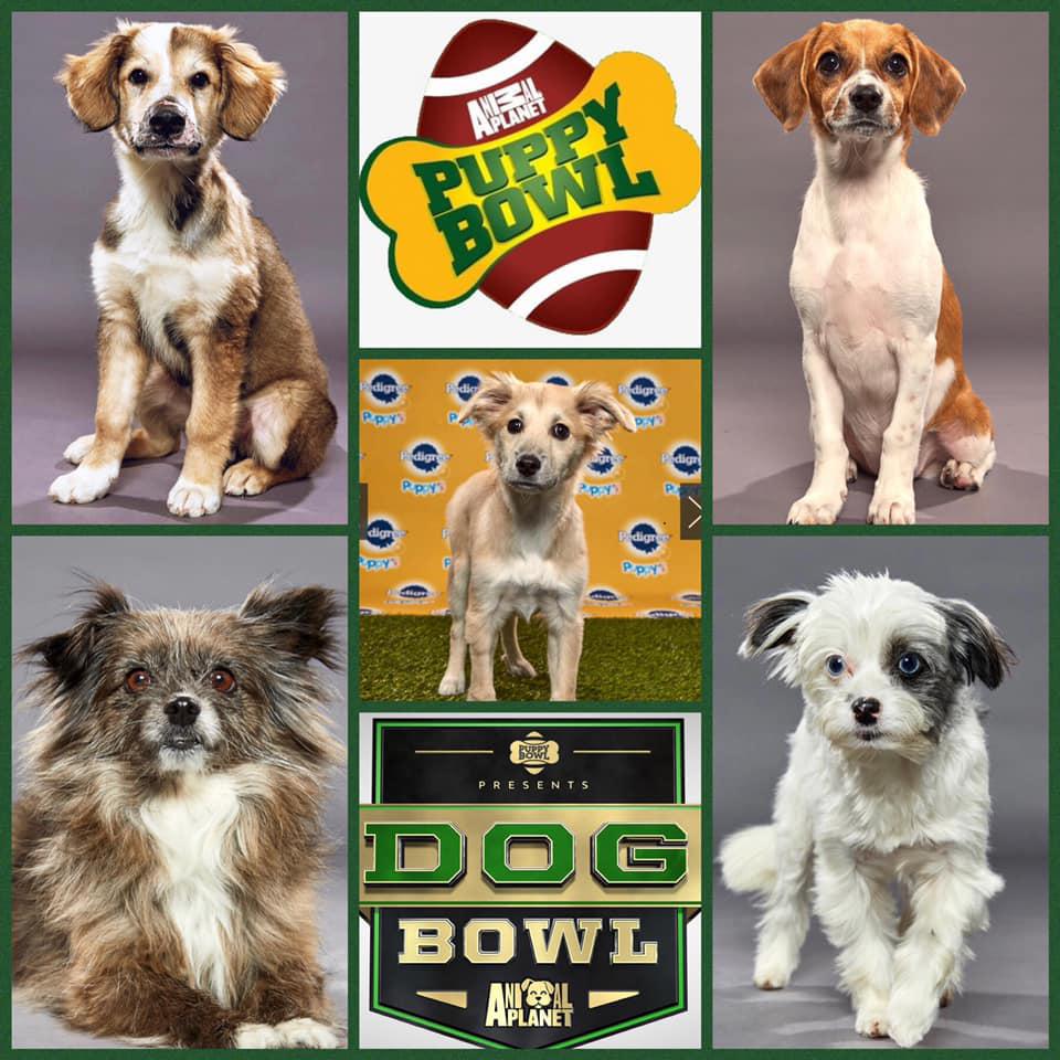 Danbury Area Dogs Going To Puppy Bowl