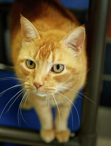 Pets Of The Week Meet Stella Rose The Dog Found Tied Up And