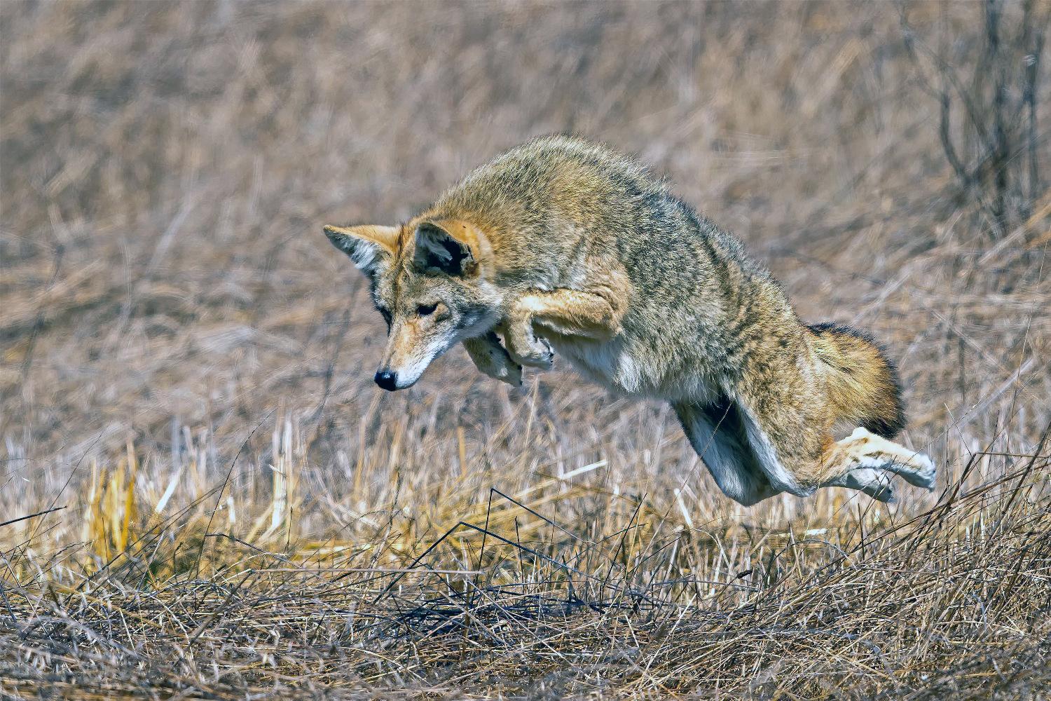 Seymour officials warn pet owners to stay vigilant amid coyote attacks - Vimarsana News