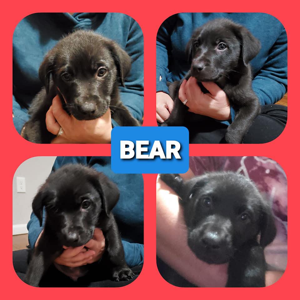 Puppies reported stolen in New Haven returned to animal shelter
