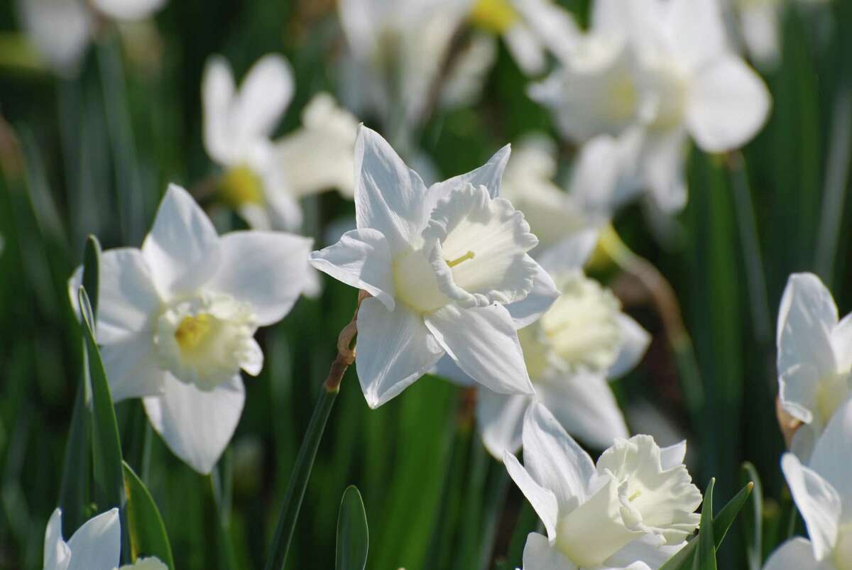 Try these winter white plants in the garden