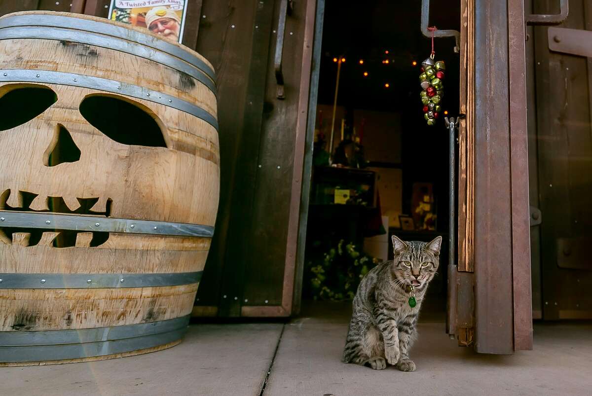 “Tank” the cat at the entrance to the Twisted Oak Winery tasting room in Murphys, Calif. is seen on November 22nd, 2019.