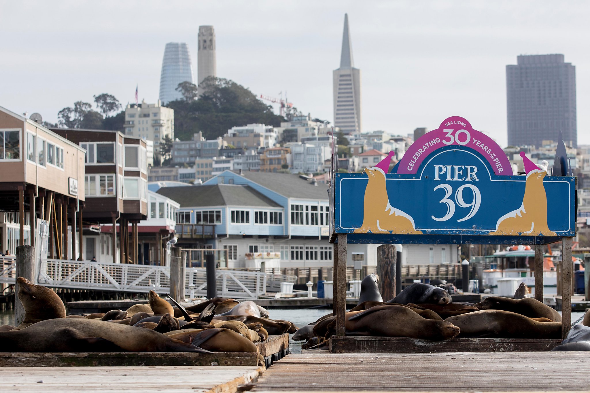 Arp, arp, arp. Sea lions still hanging around Pier 39 — 30 years later
