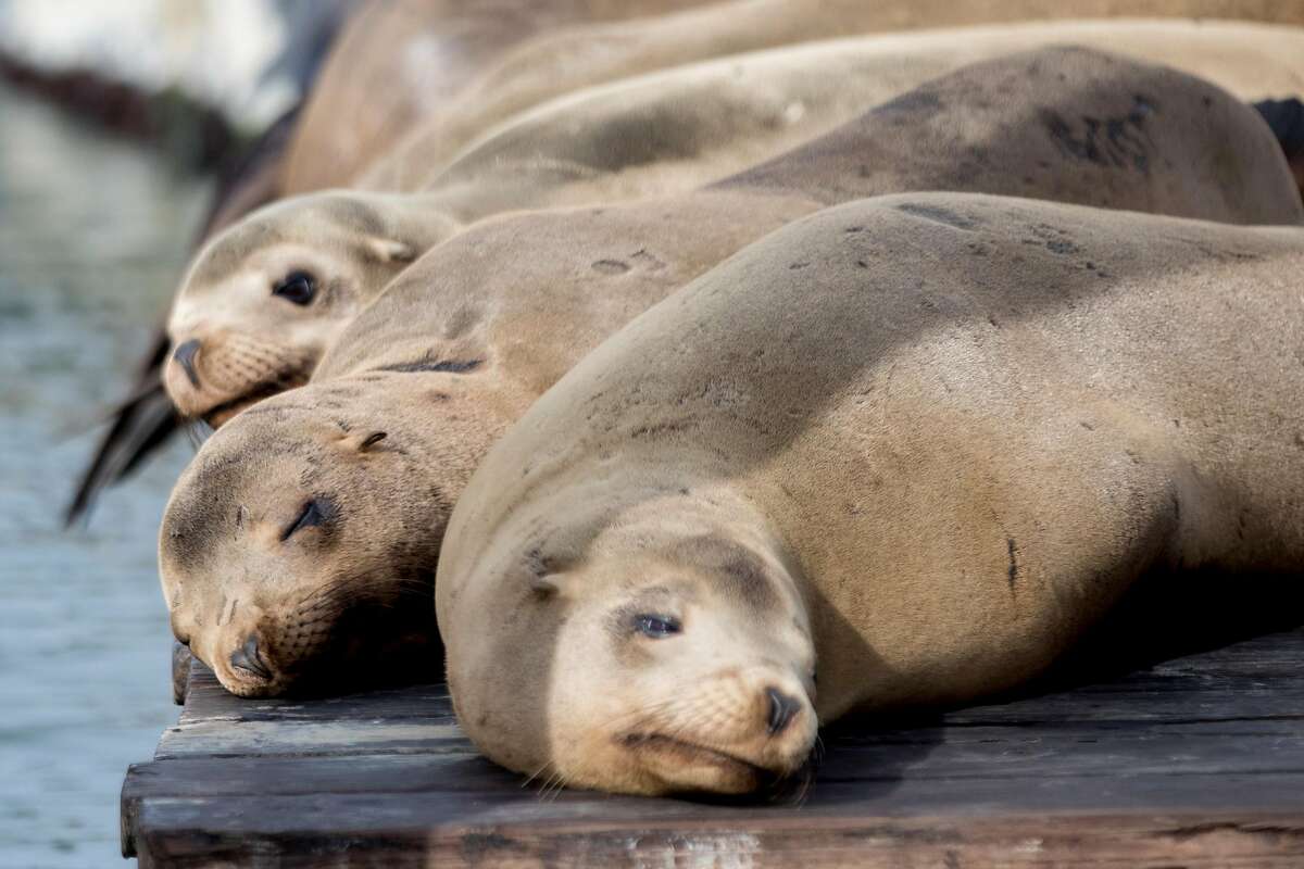 Massive, rare sea lion unexpectedly appears at CA pier