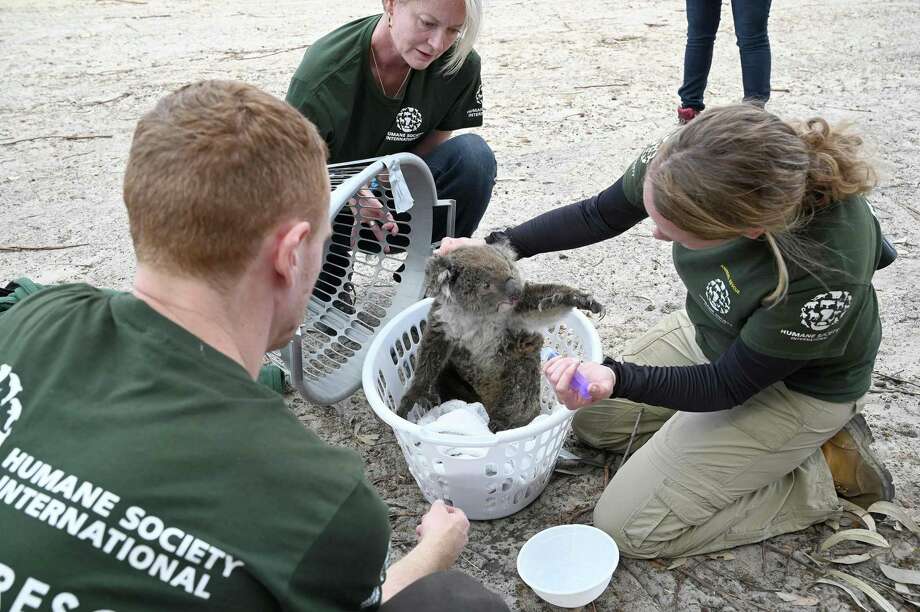 Newtown Fundraiser To Support Animals Affected In Australia Fires