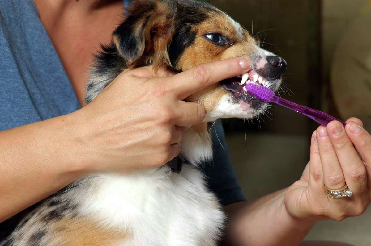 Proper dental care is an important part of a pet’s overall health.