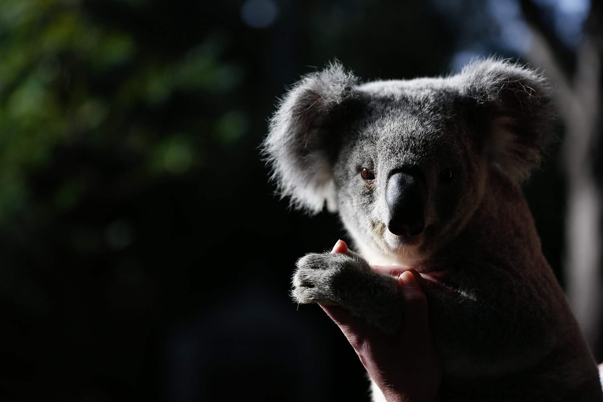 Sf Zoo S New Koala Needs A Name Contest Will Raise Money For His