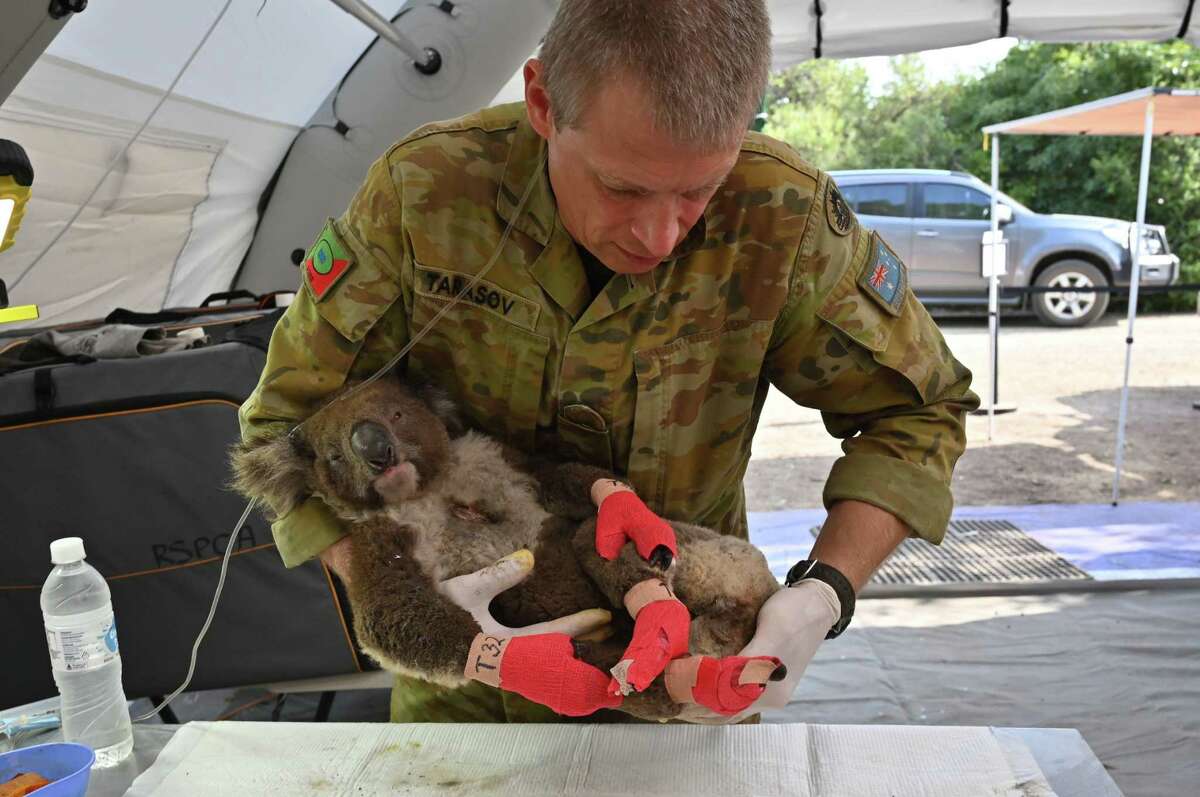 A member of the Australian Defense Force picks up an injured koala after it was treated for burns at a makeshift field hospital at the Kangaroo Island Wildlife Park on Kangaroo Island in Australia on January 14, 2020.