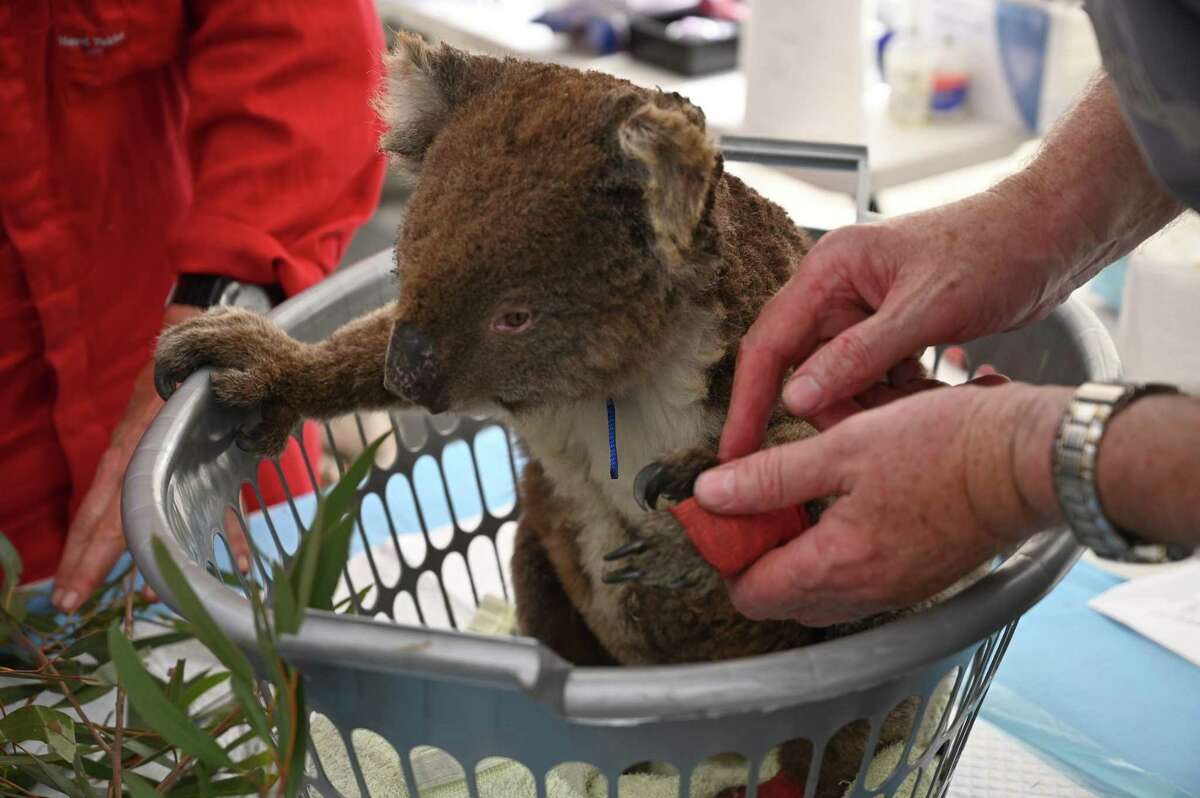 An injured koala is looked at by a vet after it was treated for burns at a makeshift field hospital at the Kangaroo Island Wildlife Park on Kangaroo Island in Australia on January 14, 2020.