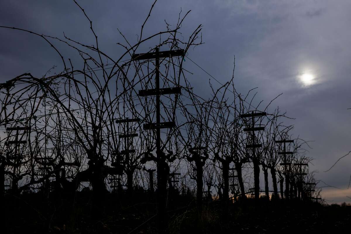 Amador0202_036.jpg Skinner Vineyards in Somerset, California, January 15, 2020. By MAX WHITTAKER/SPECIAL TO THE CHRONICLE