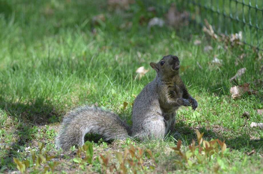 Showcasing The Dnr Feeling Squirrely Huron Daily Tribune