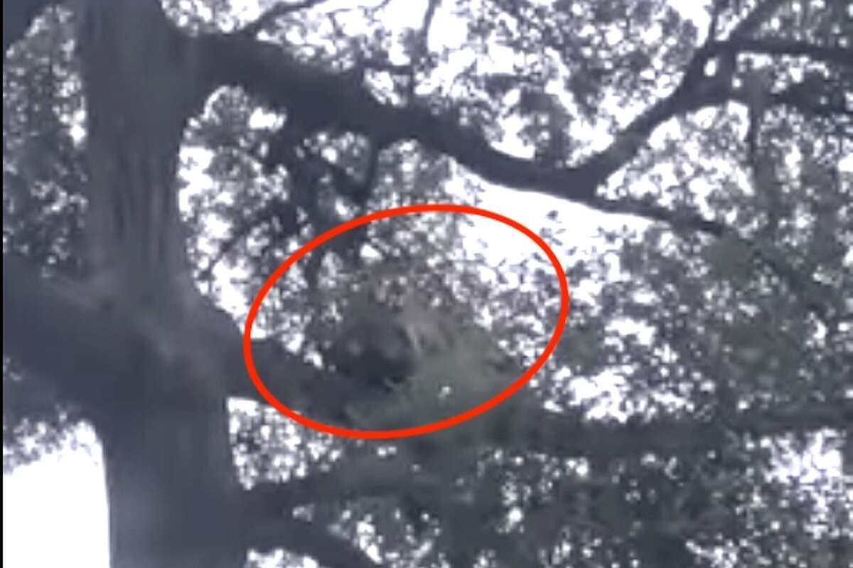 A screen capture taken by Orange County Outdoors of a mountain lion that attacked a child and ran up a tree after the father threw a backpack at it.