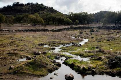 A trickling stream flows downhill from Sill Family Vineyards on Atlas Peak in Napa Valley. Sill has wetlands on his property, but he maintains that he did not have any vernal pools.