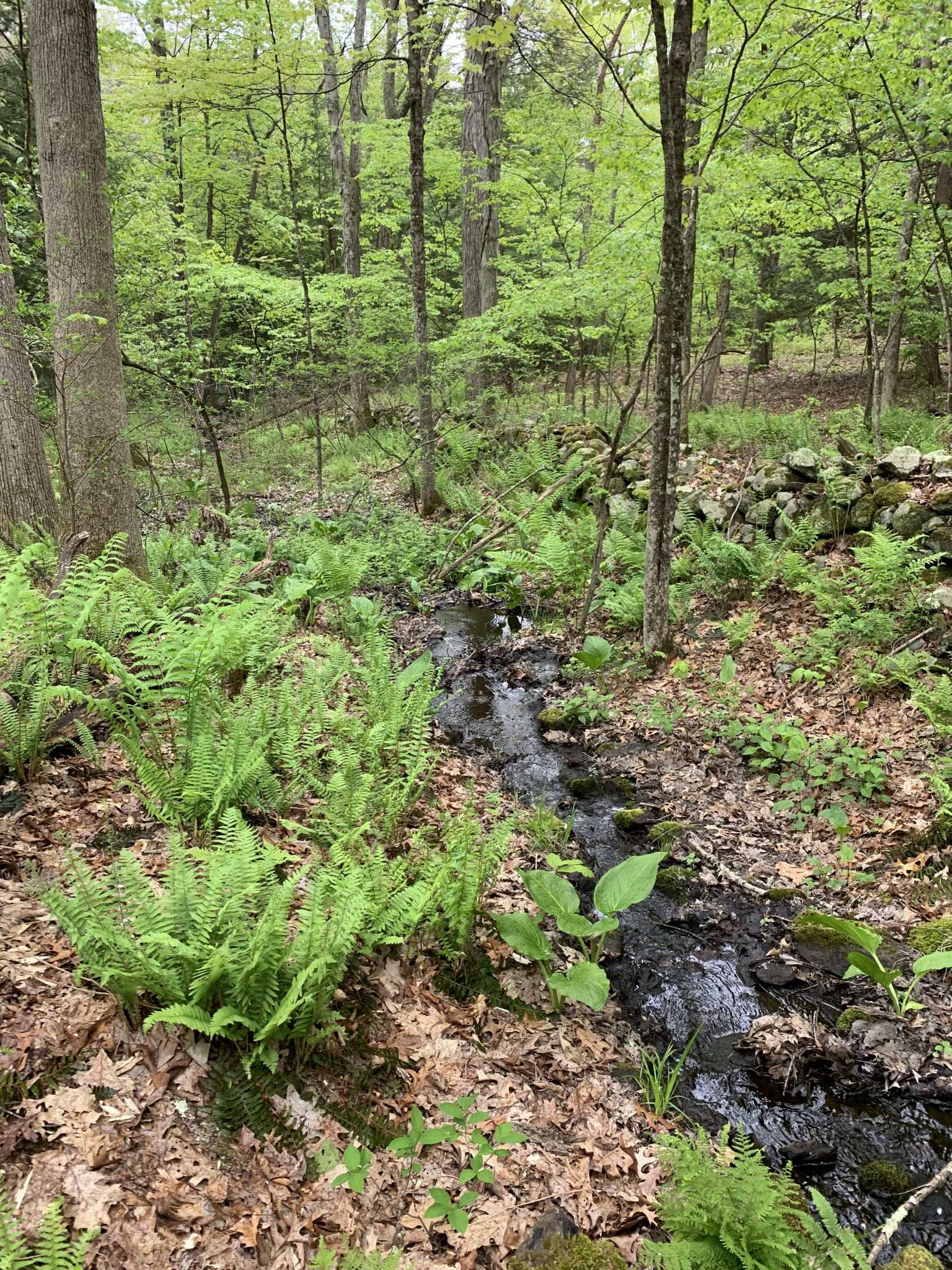 Roxbury Land Trust introduces Stutz preserve