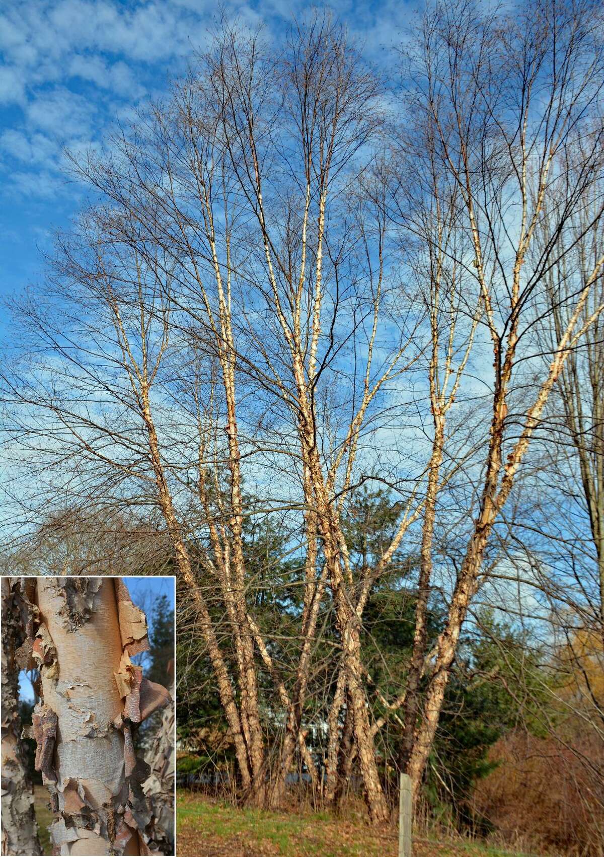 The Hamden Tree Commission has named these Heritage river birch trees (Betula nigra var ‘Cully’) as the Hamden Notable Trees for the month of January, 2020. The beautiful salmon-cinnamon colored bark of the Heritage river birch exfoliates in large sheets and provides stunning visual interest in winter months.