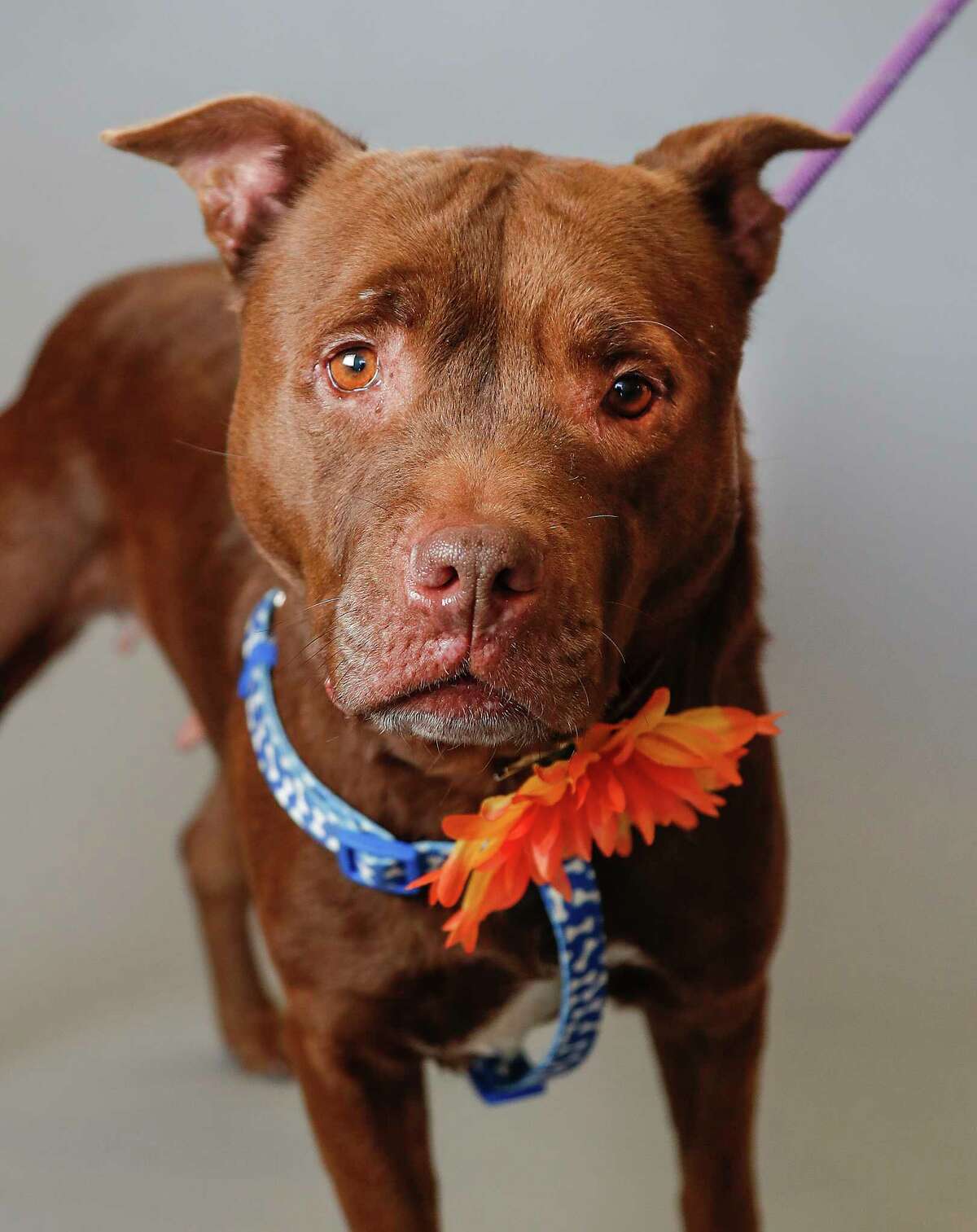 Pippy (A1667959) is a 4-year-old, female, red/white Staffordshire mix available for adoption from the BARC Animal Shelter, in Houston, Tuesday, Jan. 21, 2020. Pippy loves toys and playing. She makes the cutest noises when she "talks", and has plenty to say! She is personality plus!