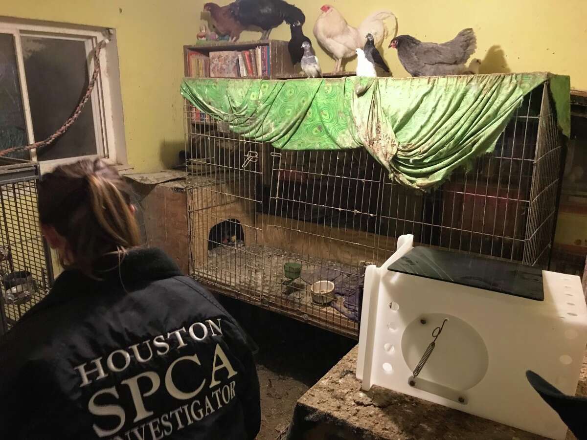 Animal Cruelty investigators with the Houston SPCA helped rescue more than 200 animals from a Spring home in January.