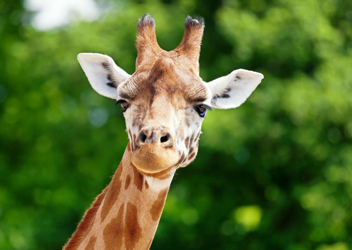 Why do giraffes have long necks? Answers to 25 animal evolution questions