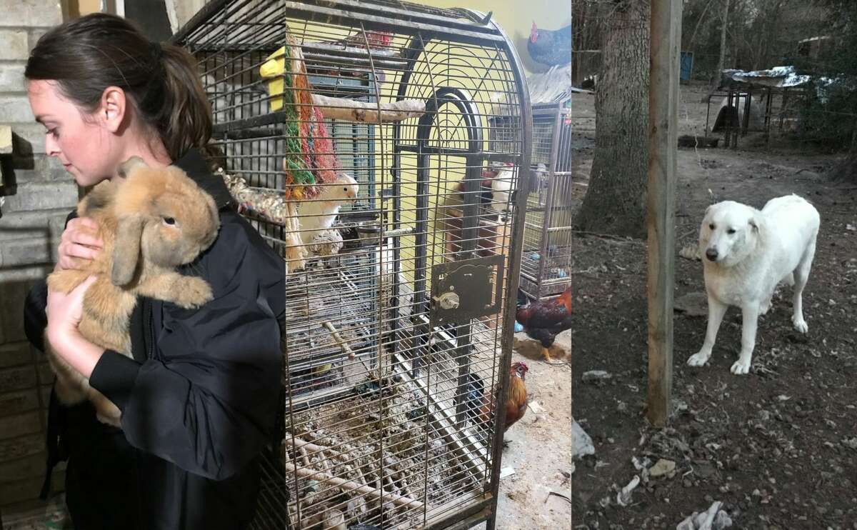 Houston SPCA staff rescued close to 200 animals from a Spring home that rescuers said was one of the most toxic environments they ever encountered.