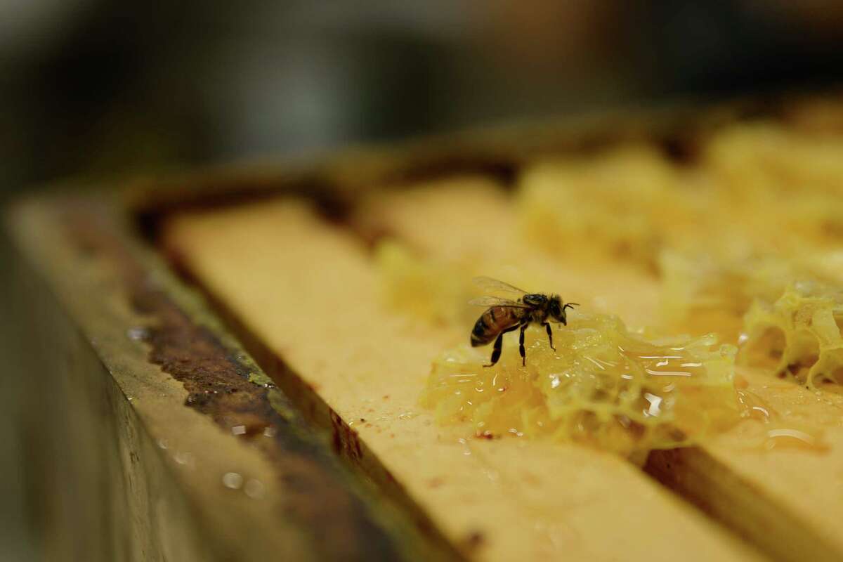 Local beekeeper on honey varieties, how to help the bees