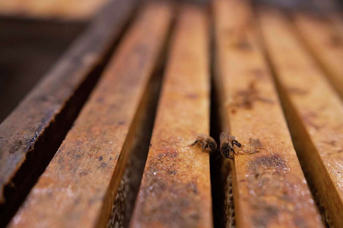 Local beekeeper on honey varieties, how to help the bees