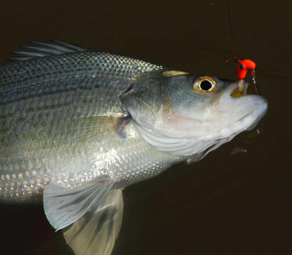 White bass spawning run the Super Bowl of Texas angling