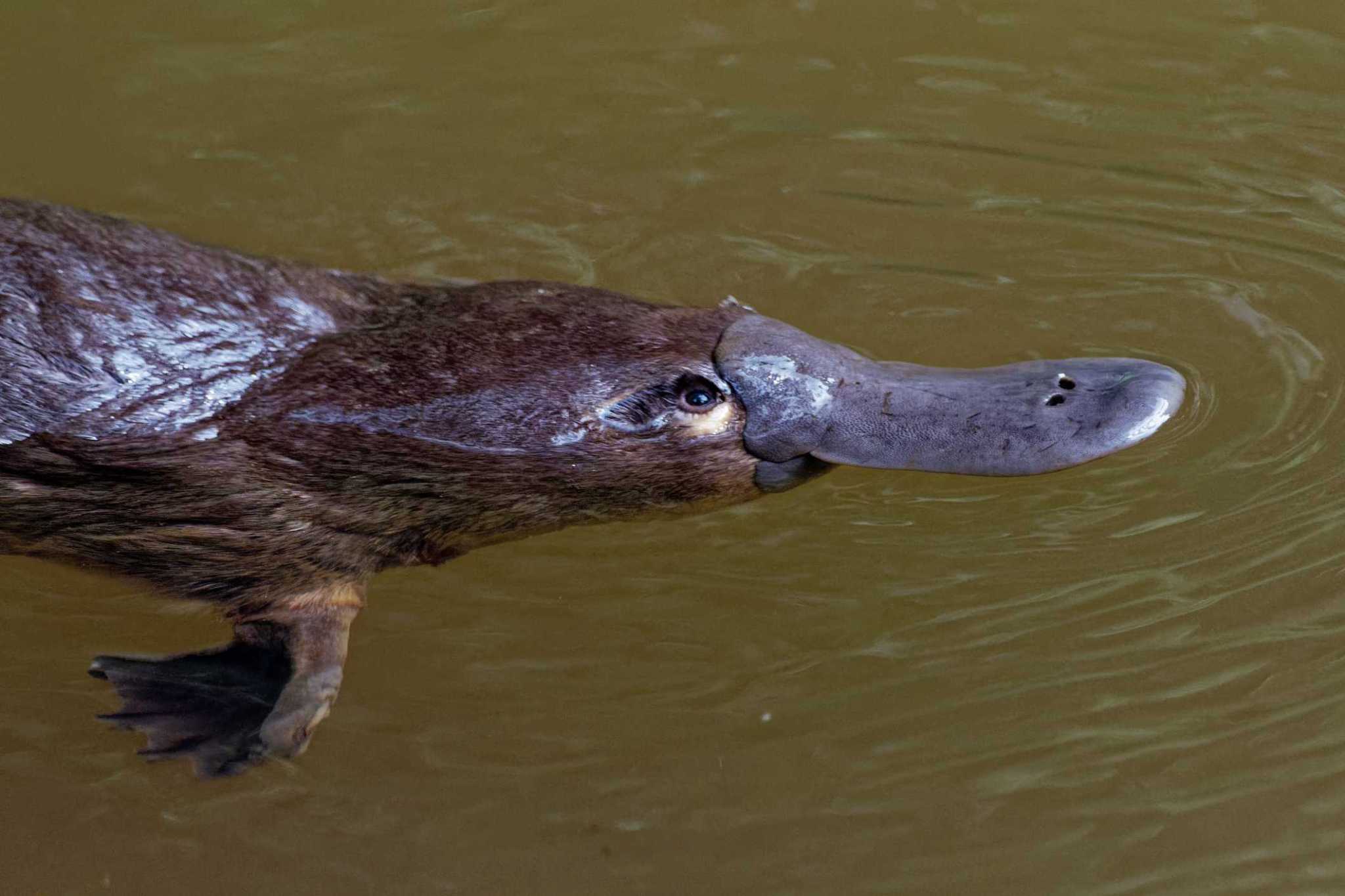 'Urgent need': Australia's drought further hurting declining population of platypuses, researchers say - Thehour.com