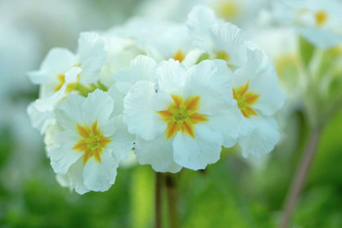 White Winter Flowers