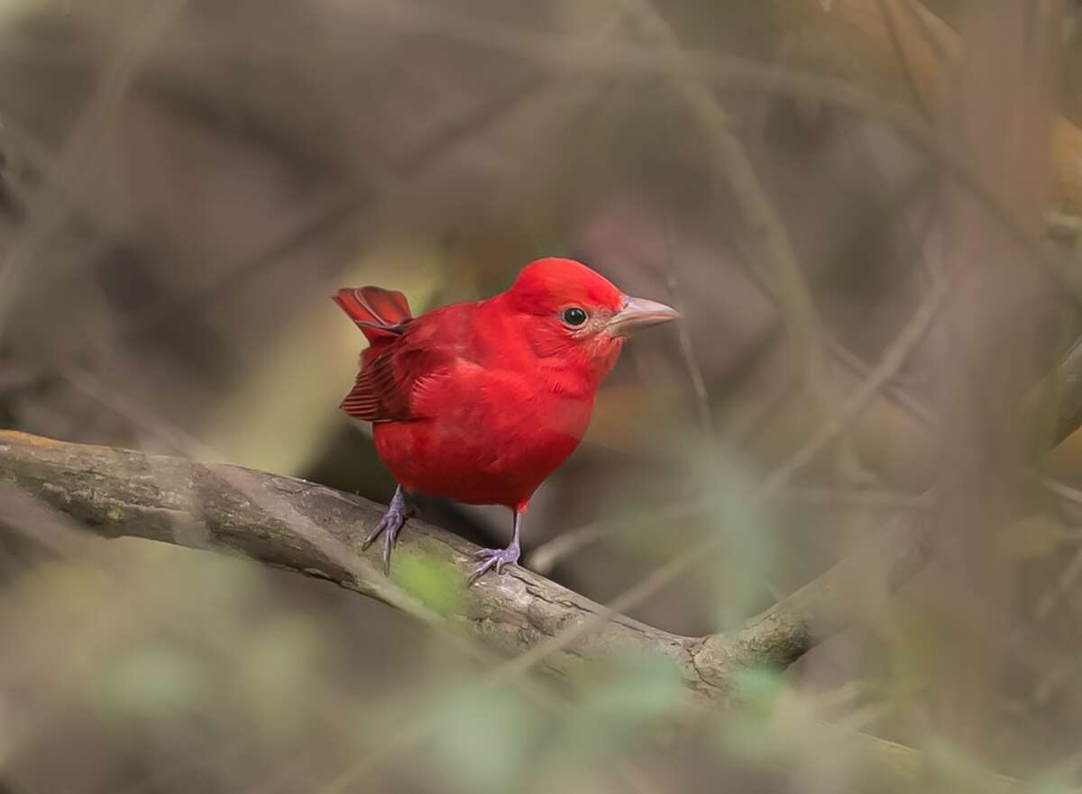 A bright red summer tanager made San Francisco's Glen Park Canyon home in January 2019.