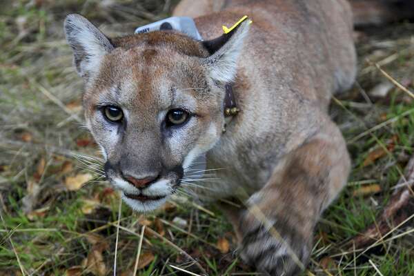 puma animal testing