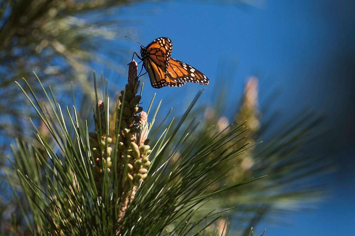 A butterfly flutters through the trees at the Monarch Butterfly Sanctuary in Pacific Grove, Calif. on Jan. 23, 2020.