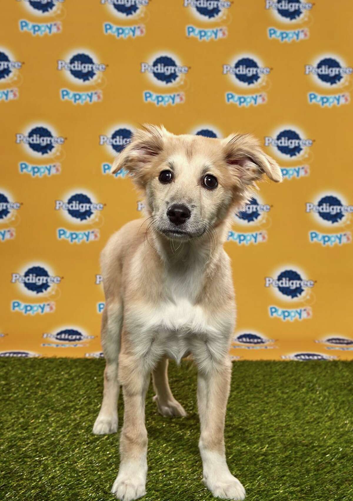 Starla will be playing for Team Ruff at the Puppy Bowl on Feb. 2. The show will air on Animal Planet at 3 p.m. Starla is a rescue from the Danbury Animal Welfare Society.