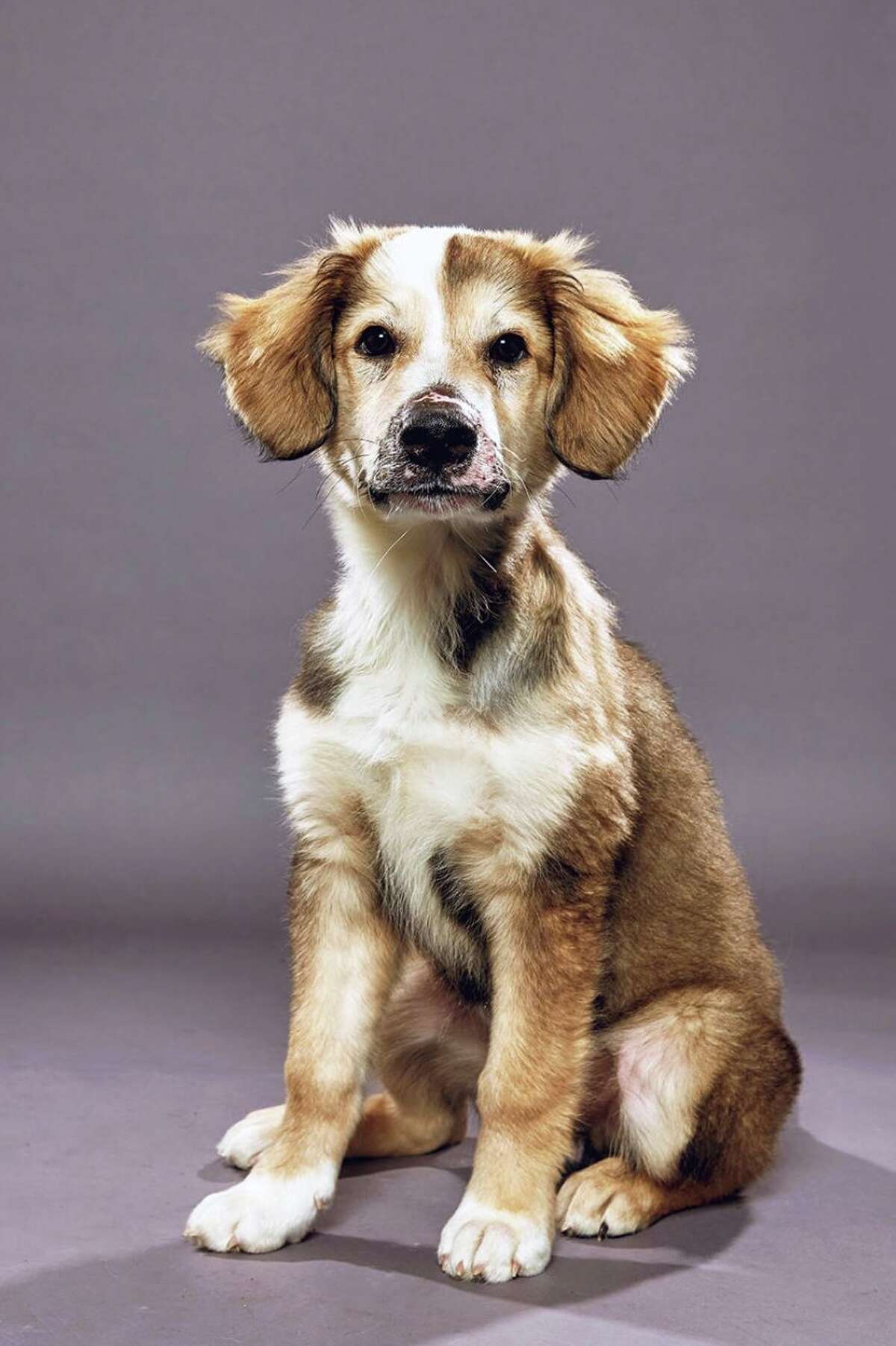 Local Dog Joins Puppy Bowl S Starting Lineup