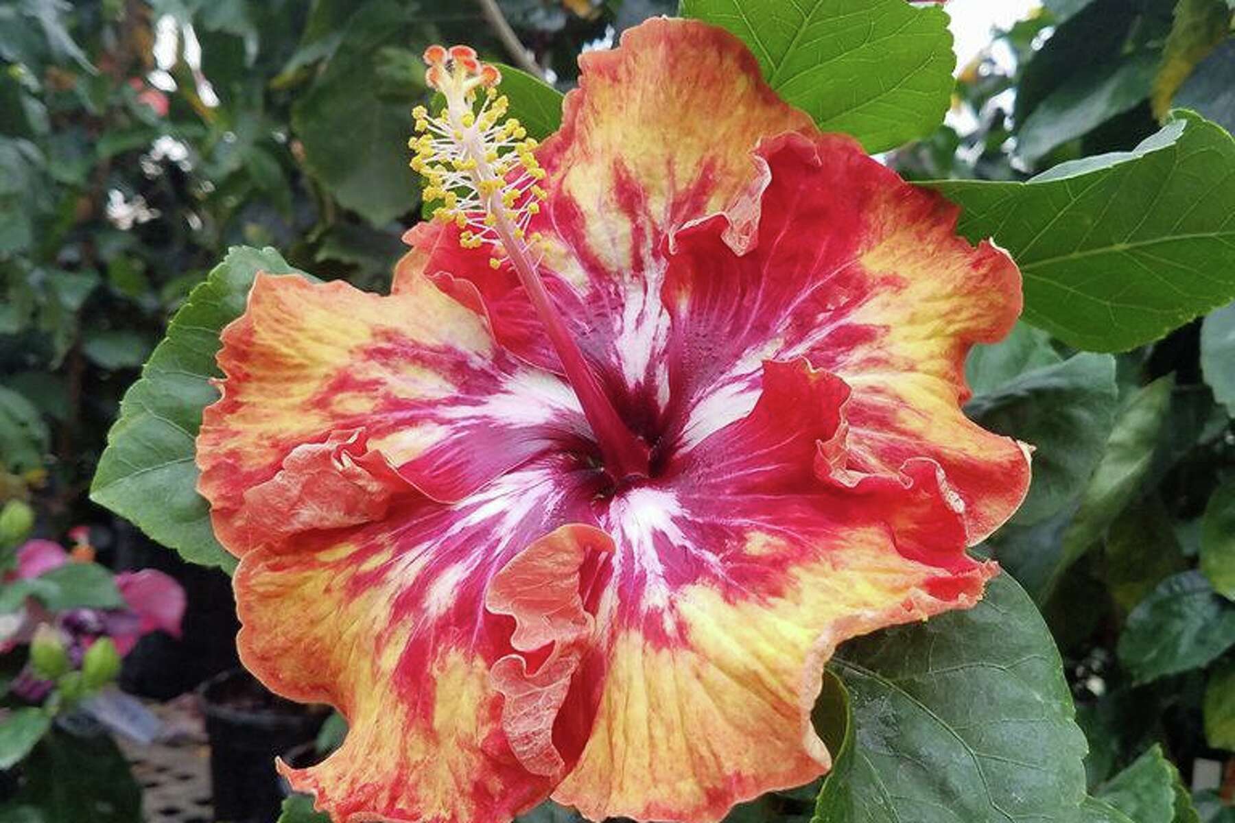 Michael Potter: New Tropical Hibiscus coming in 2023