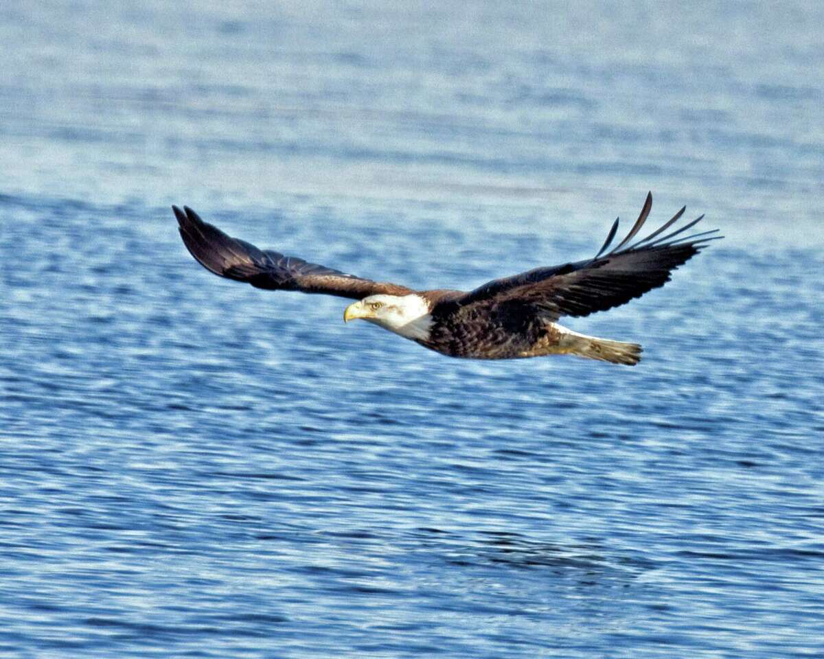 Where to See Bald Eagles in Connecticut