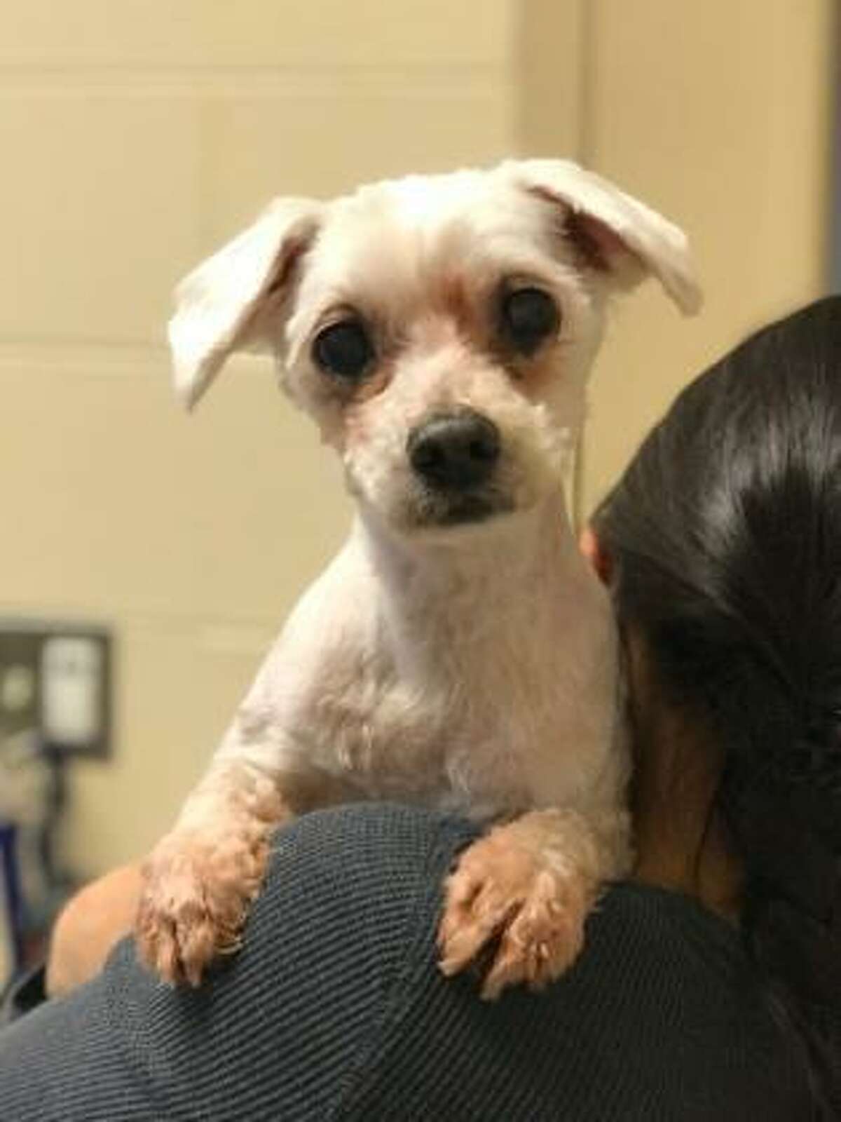 can terrier dogs live in apartments