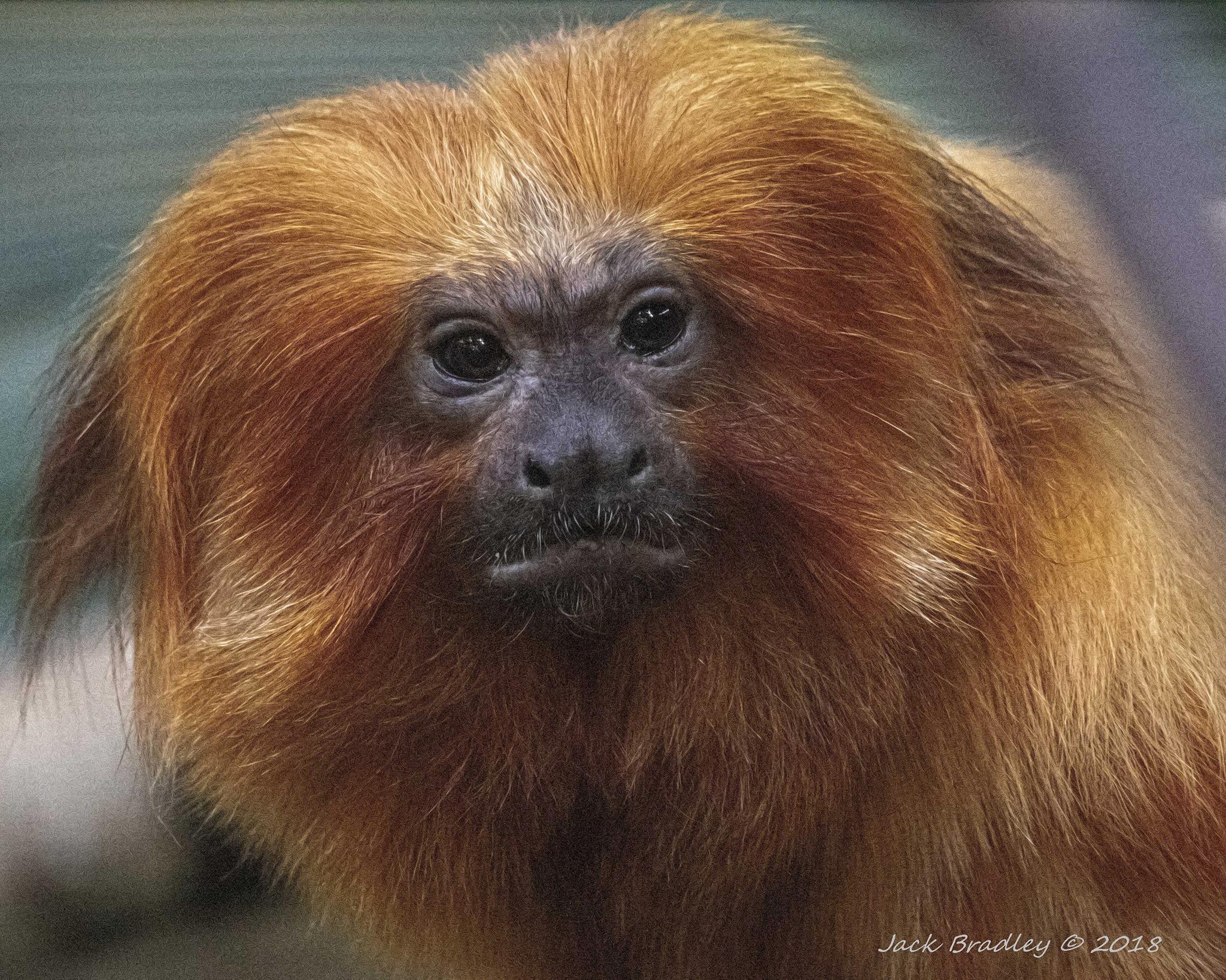 Ocelot and golden lion tamarin arrive at Connecticut's Beardsley Zoo