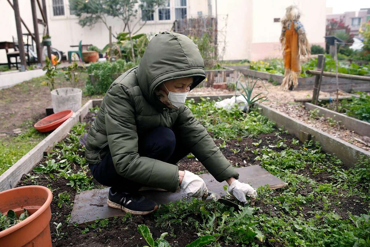 Grace Dalen of San Francisco works in a planter box she maintains at the Far Out West Community Garden at St. Paul’s Presbyterian Church on Thursday, January 23, 2020 in San Francisco, Calif.
