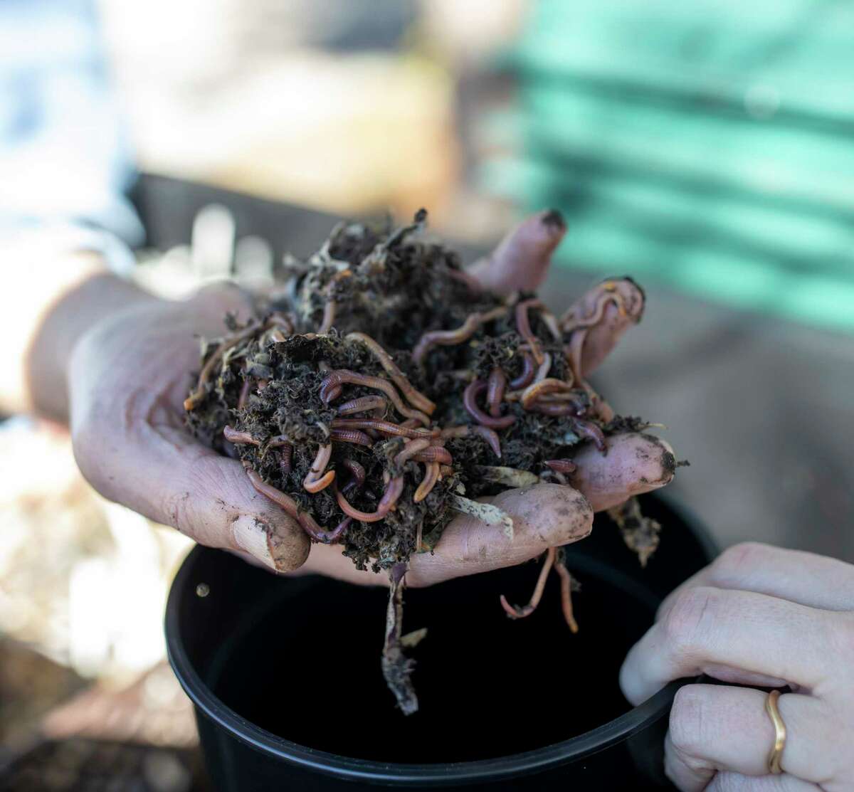 A handful of worms are placed in a compost bucket.
