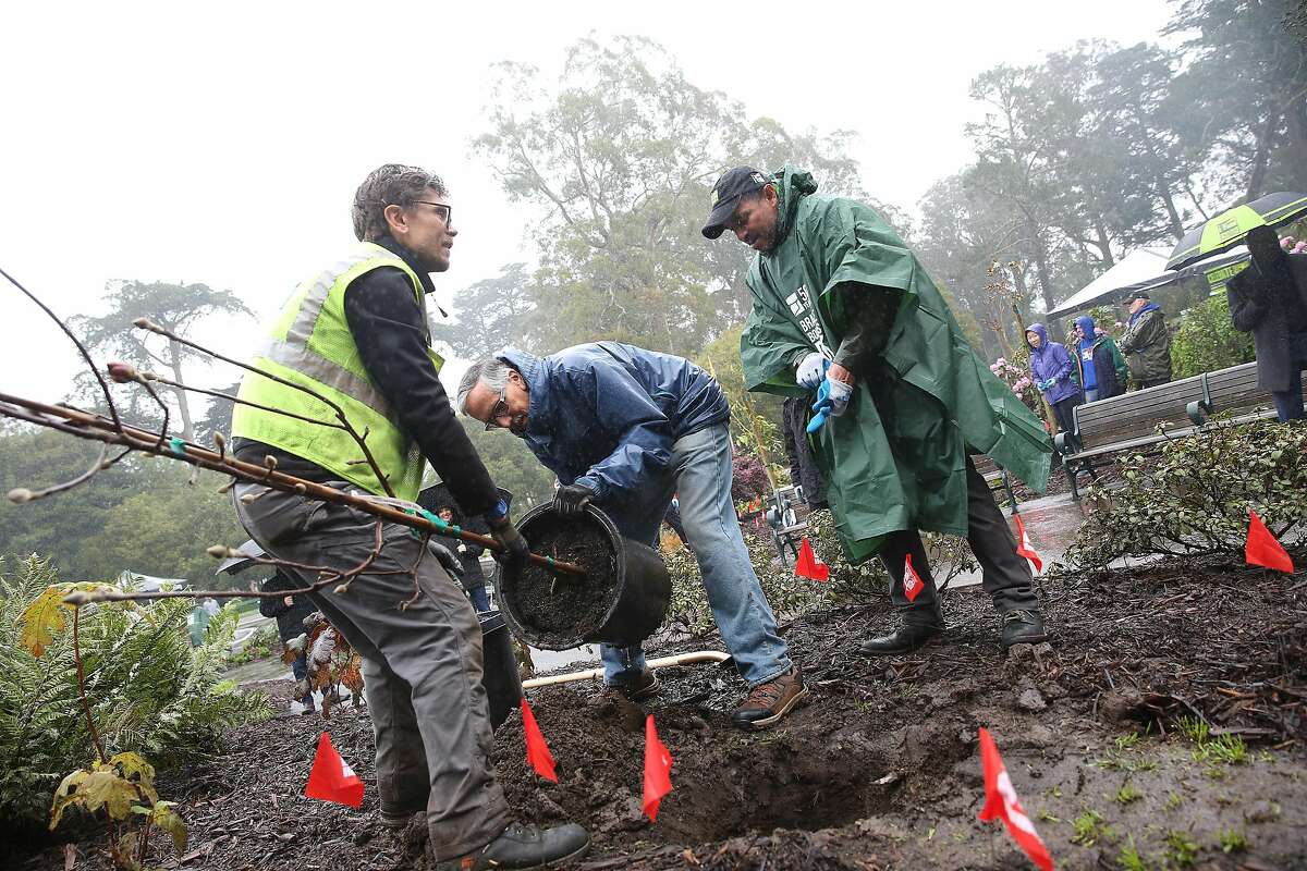 Golden Gate Park Turns 150 And Has One More Tree To Show For It