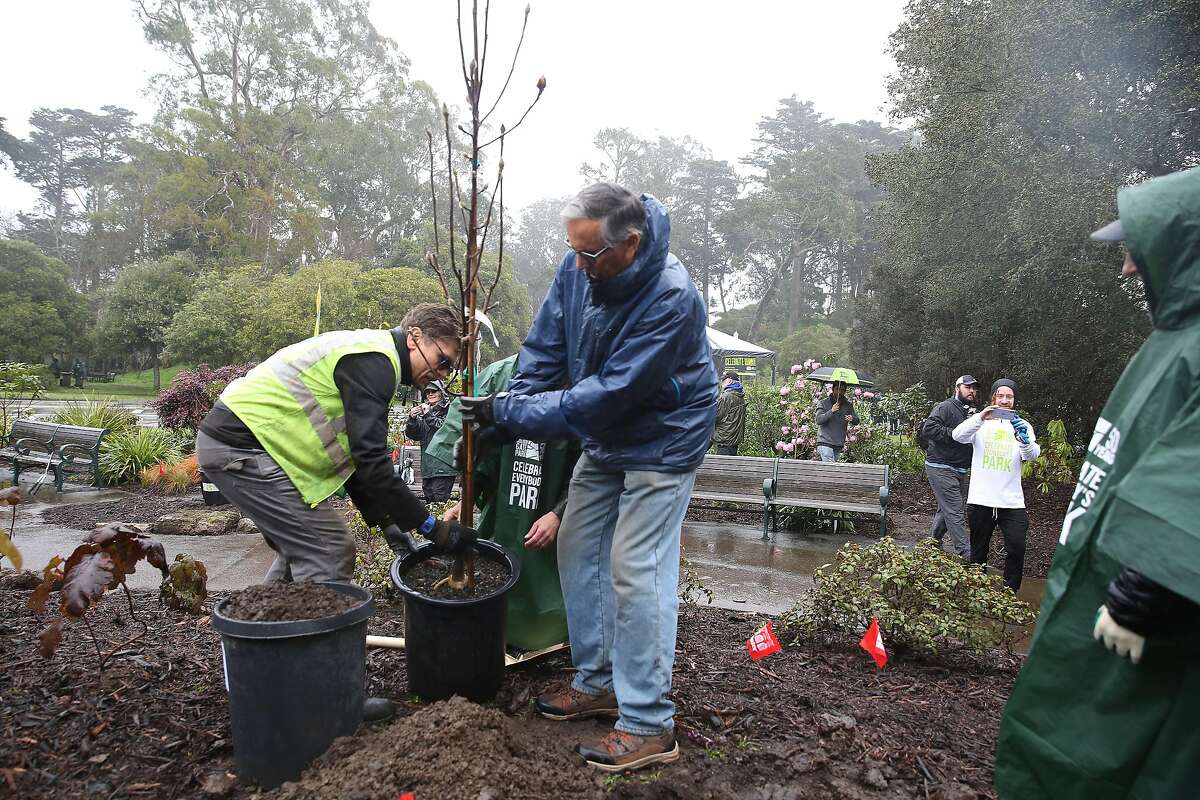 Travis Mathews (l tor), apprentice gardener Rec and Park; General Manager at San Francisco Recreation and Parks Phil Ginsberg and Bob Darling, volunteer of San Francisco plant a tree at the John McLaren Memorial Rhododendron Dell in Golden Gate Park on Tuesday, January 28, 2020 in San Francisco, Calif.