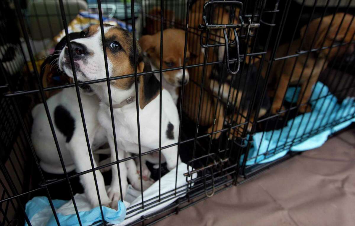 Montgomery County commissioners jump start animal shelter advisory board