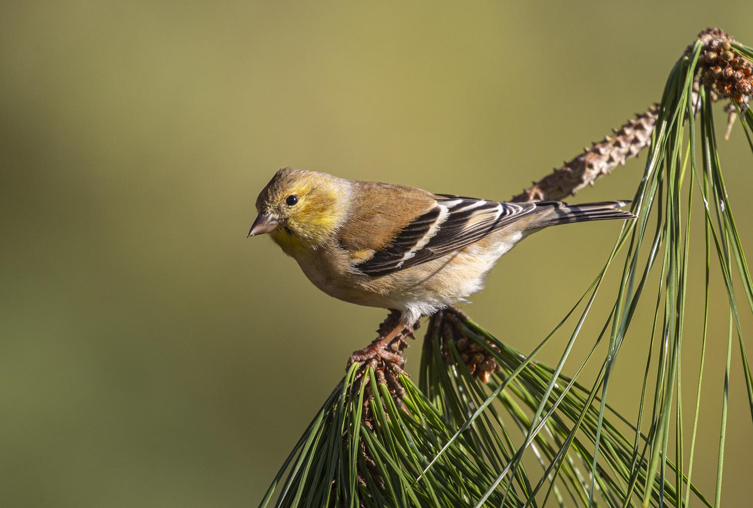 american-goldfinches-camouflage-well-for-winter-in-houston