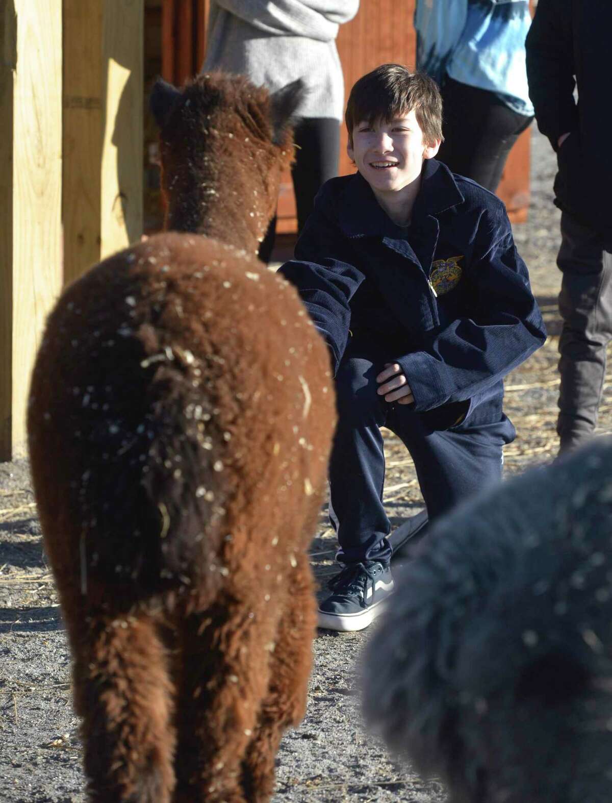A.J. Conrad holds out some feed for one of the alpacas in the agriscience program at Shepaug Valley School. Thursday, January 30, 2020, in Washington, Conn.